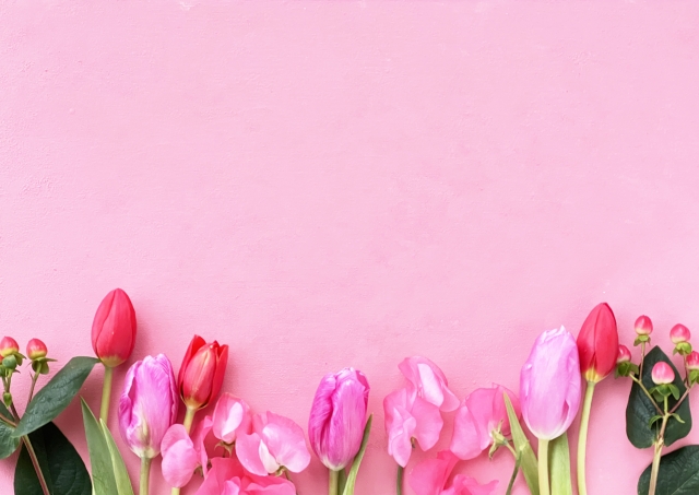 ネットで検索する猫